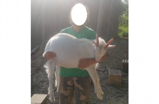 Szelíd, emberszerető bak kecskegida eladó!