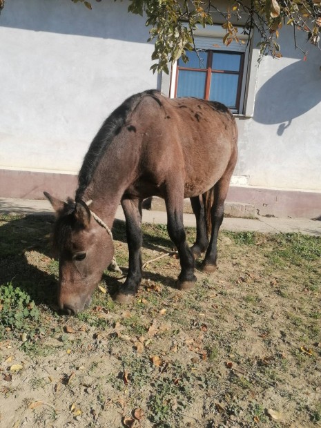 Szeld deres sodrott csik elad, csere is