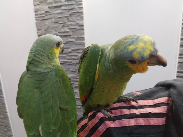 Szeld kzzelnevelt amazon papagjok 