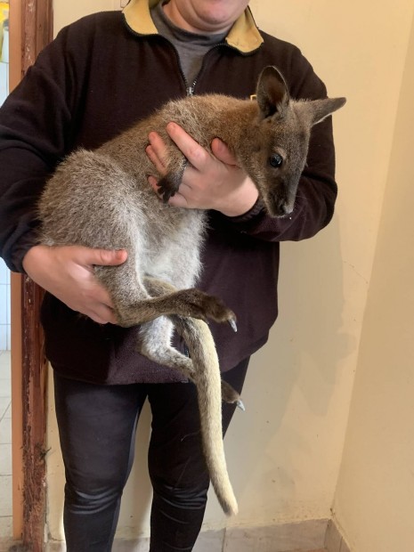 Szelidtett benett kenguru keresi szeret gazdijt!