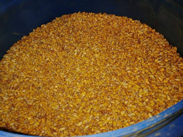 Szemes- morzsolt kukorica elad