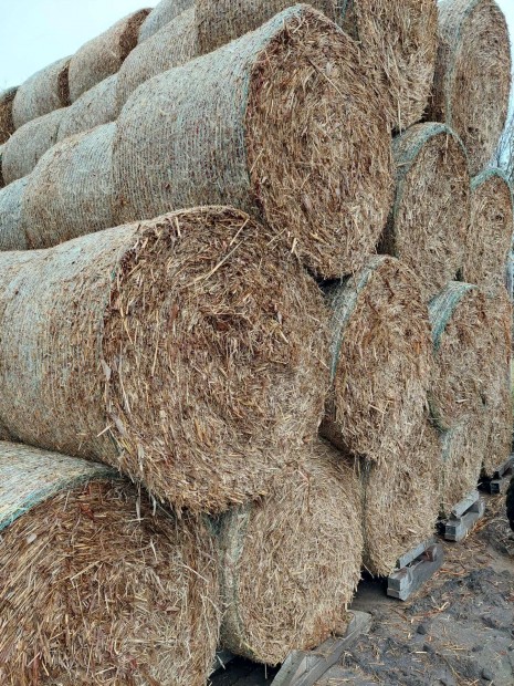 Szemes cirok krbla 150cm