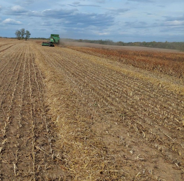 Szemes cirok k�rb�la takarm�ny