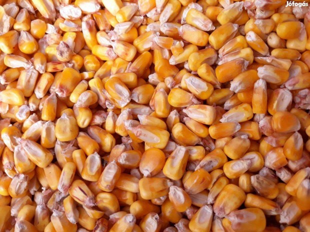 Szemes kukorica, búza, árpa, napraforgó zsákolva