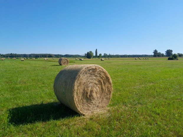 Szna,fszna,rtiszna