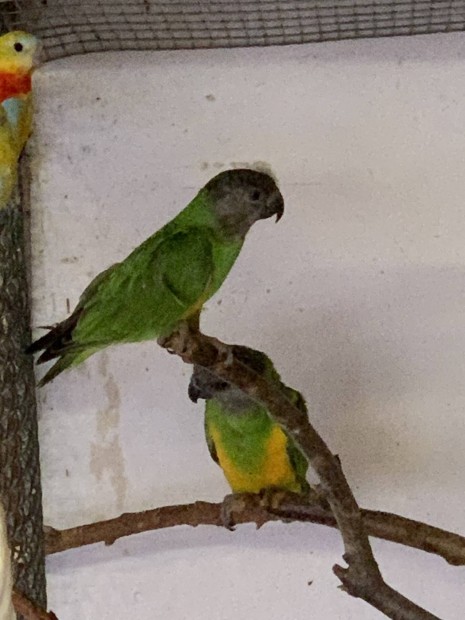 Szenegál papagáj,papagájok