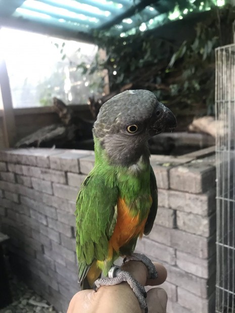 Szenegl papagj pr