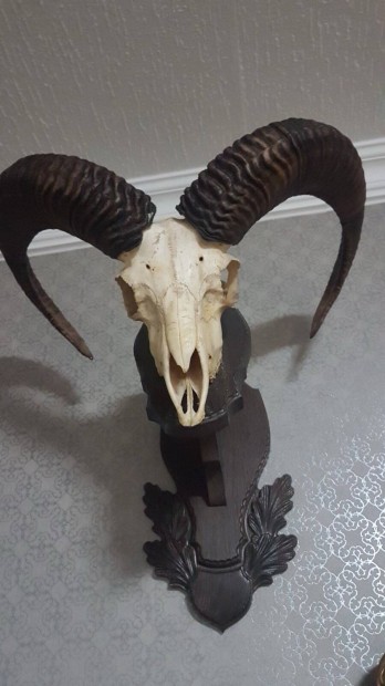 Szp Muflon trfea 