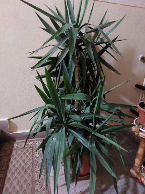 Szp Yucca plma