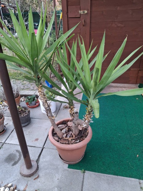 Sz�p ny�ri n�v�ny 