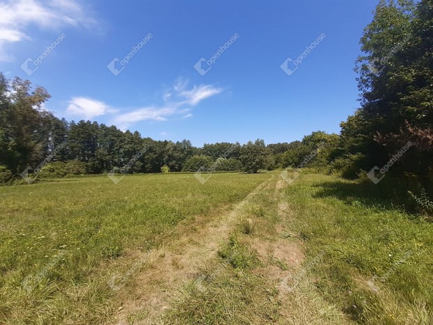 Szepetnek klterleten 1,5 ha terlet, vgs rett fsrsszel elad