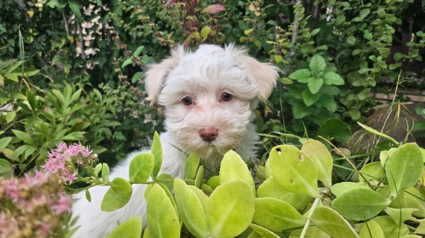 Szpseges Bichon Havanese cukisgok