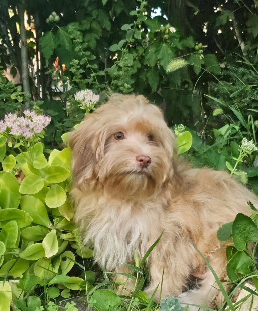 Szpsges Bichon Havanese cukisgok