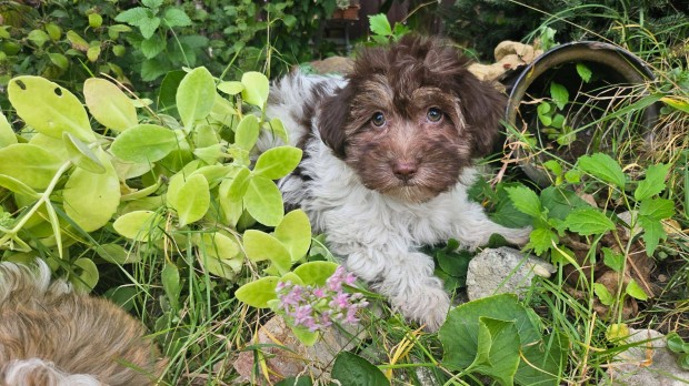 Szpsges Bichon Havanese kiskutyk