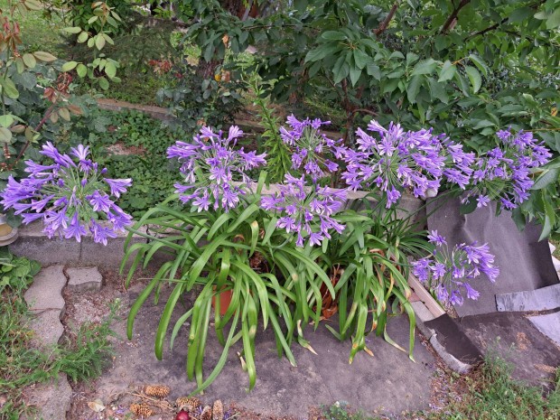Szerelem virágok ( Agaphantus blue)