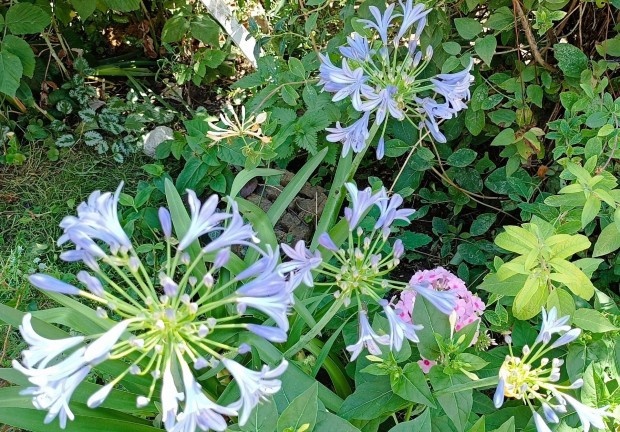 Szerelemvirg (Agapanthus) elad