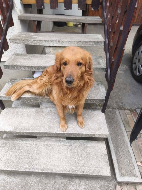 Szeretett Kuty�nknak �j Szeret� Gazdit Keres�nk!