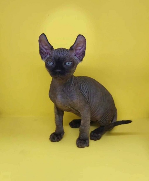 Szfinx /Sphynx/ s Elf cick Bald Goblin kennel