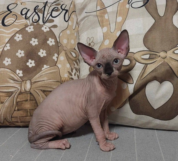 Szfinx /Sphynx/ és Elf cicák Bald Goblin kennel
