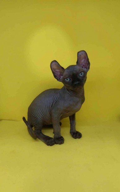 Szfinx /Sphynx/ s Elf cick Bald Goblin kennel