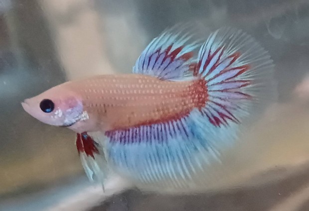 Szimi harcoshal, Betta 