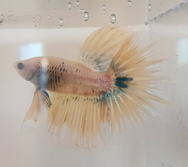Szimi harcoshal, Betta 