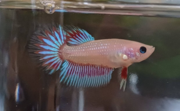 Szimi harcoshal,betta