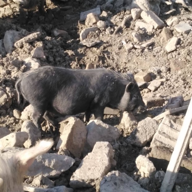 Sziasztok elad Vietnmi csnghas keverk malacok