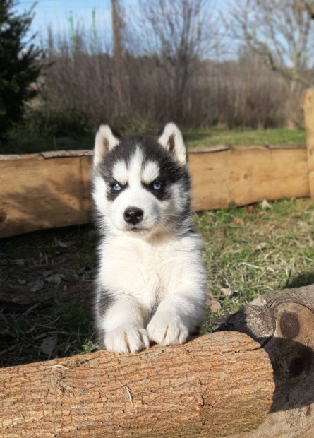 Szibriai husky gynyr kkszemek