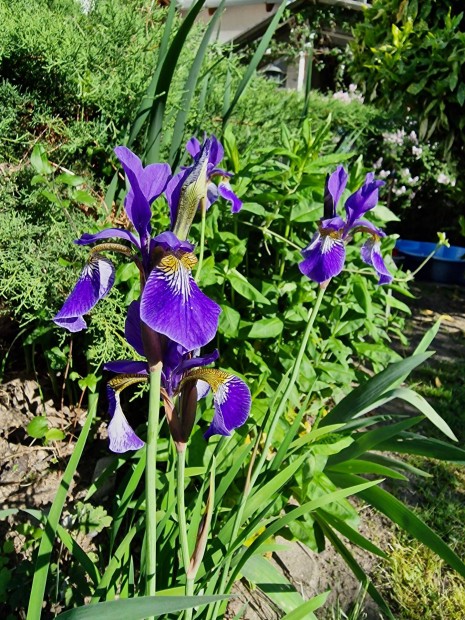 Szibériai nőszirom, szibériai írisz (Iris sibirica) konténeres növény