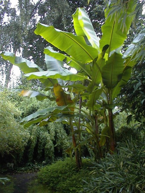 Szikkini indiai bann (Musa sikkinensis) elad