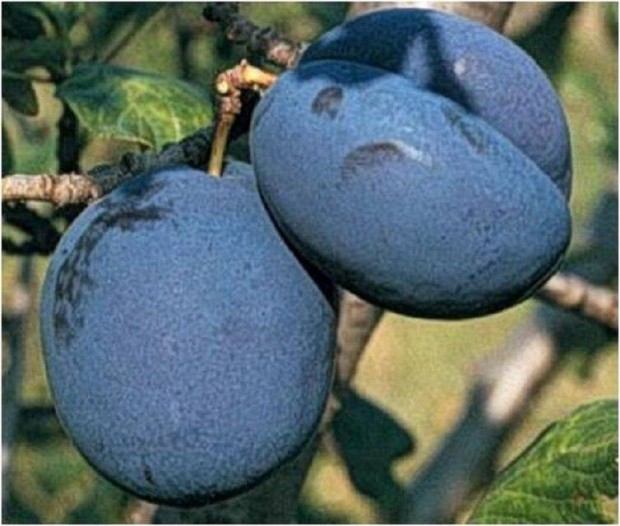 Szilva Bluefree Prunus domestica kontneres