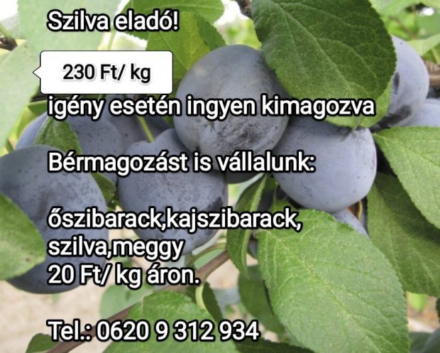 Szilva elad, kimagozva is