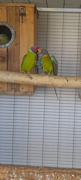 Szilvafej papagj kltpr