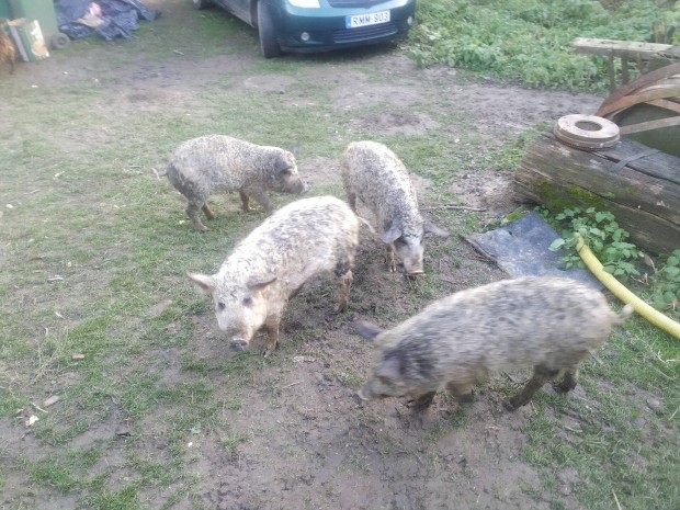 Szilveszteri mangalica malac 30 kg-s