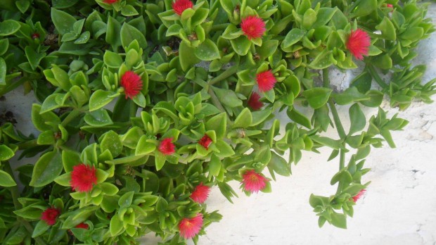 Szvlevel kristlyvirg, Jegecske, Aptenia cordifolia