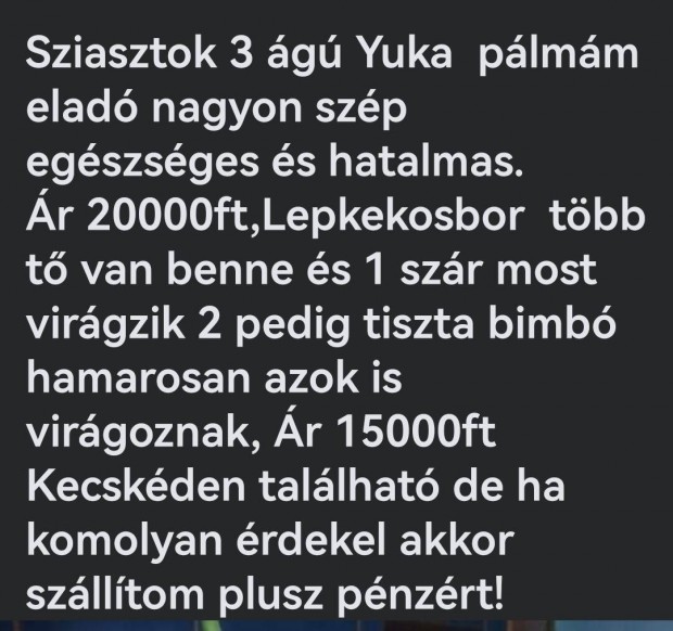 Szoba nvny 