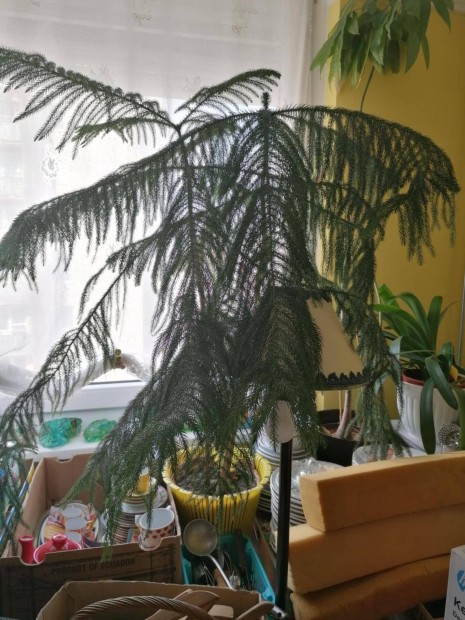 Szobafeny� 3 sz�r� egyben