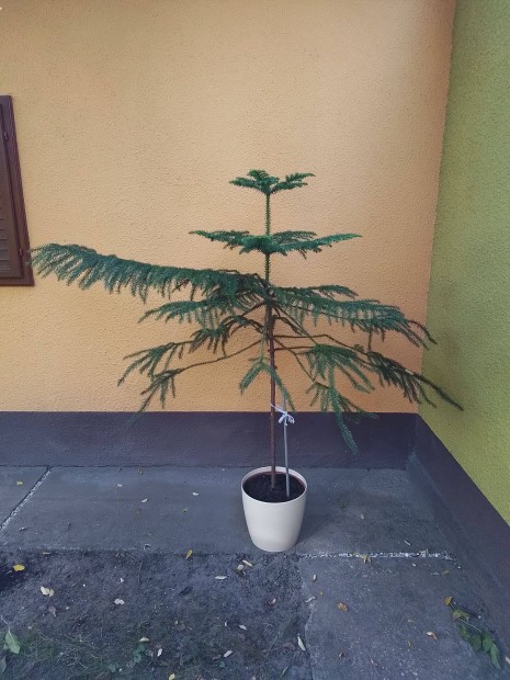 Szobafeny (Araucaria heterophylla)