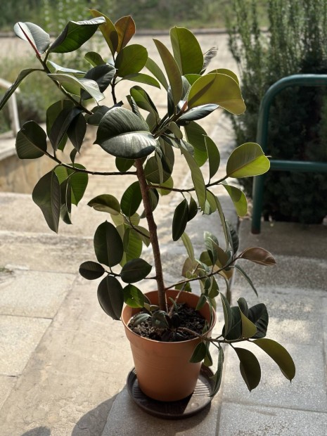 Szobafikusz (Ficus Elestica Robusta)