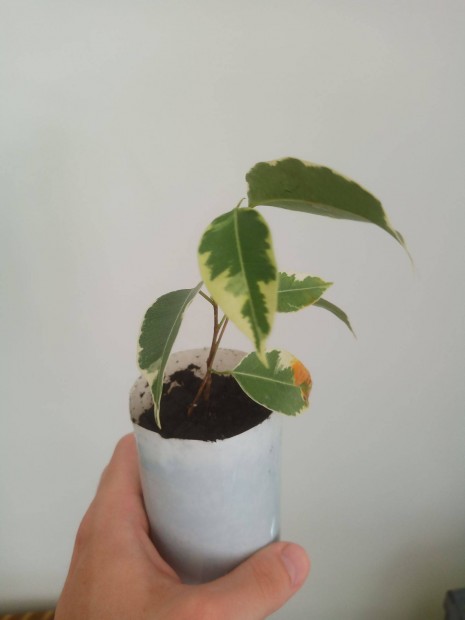 Szobafikusz (Ficus benjamina) csemete szobanövény