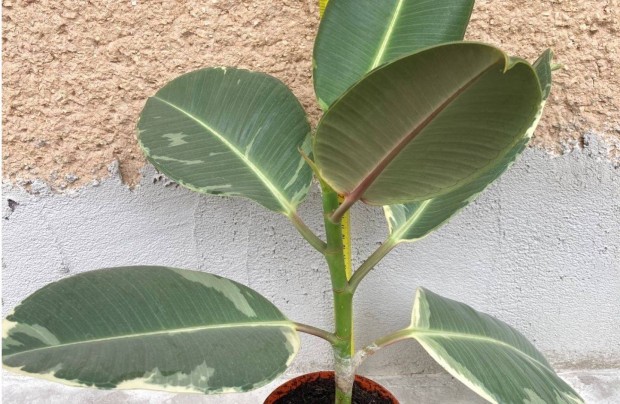 Szobafikusz (Ficus elastica Tineke) elad�