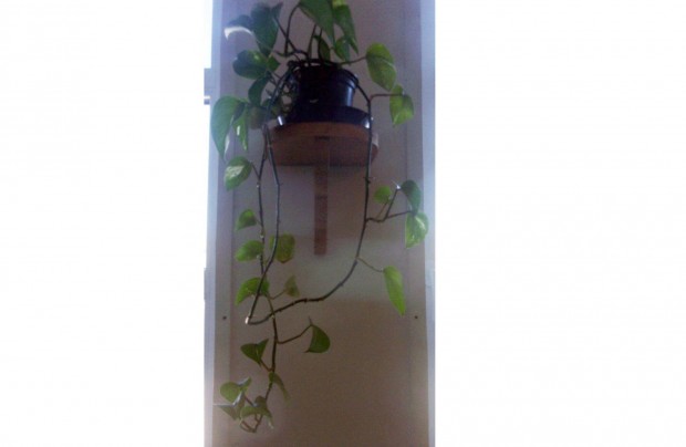 Szobafut�ka fut� szoban�v�ny �jpest k�zpont k�zel�ben