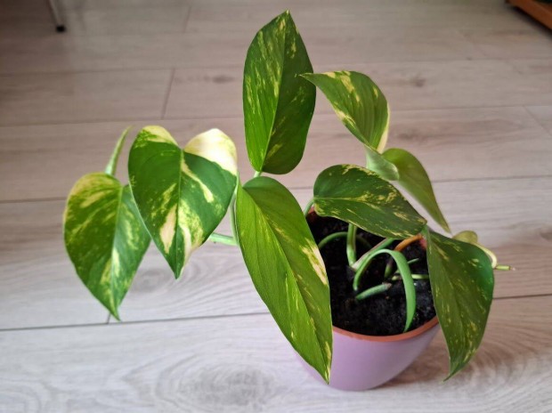 Szobai fut�ka (Epipremnum)
