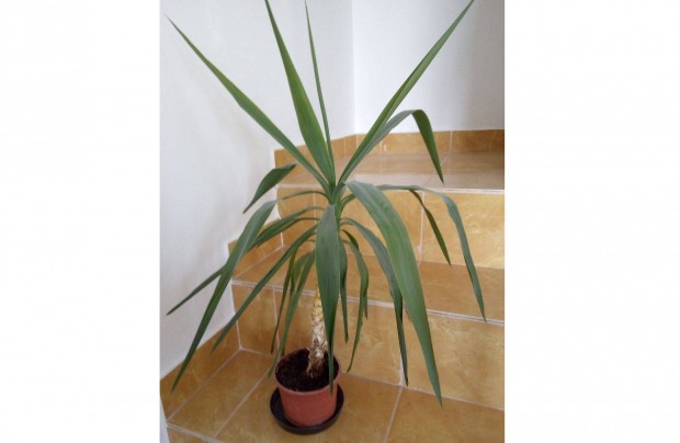 Szobanvny Yucca plma 85 cm