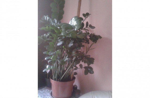 Szobanövény Zamia, Zamiaculcas 130 cm magas