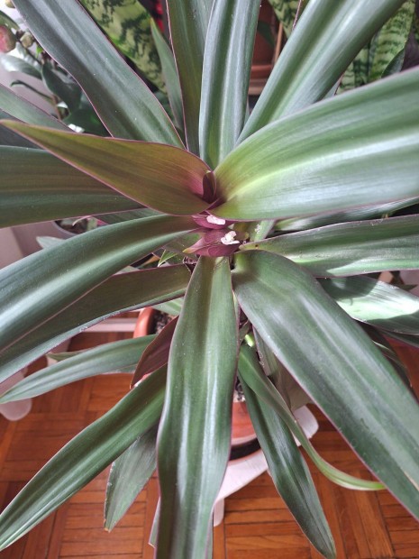 Szoban�v�ny, vir�gz� l�ndzsa lev�l elad�