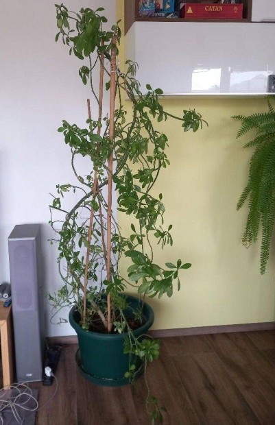 Szoban�v�ny elvihet�