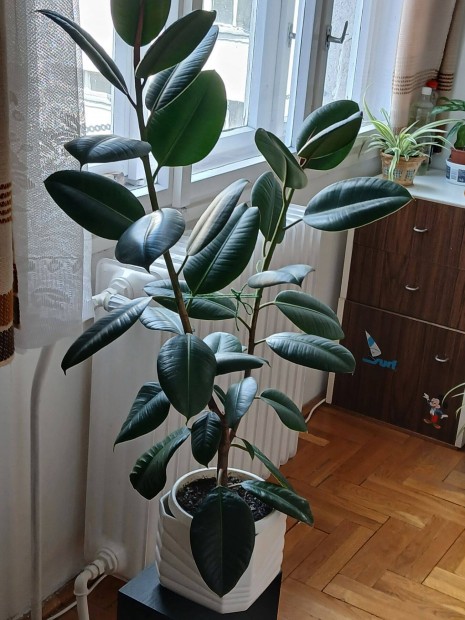 Szobanvny fikusz