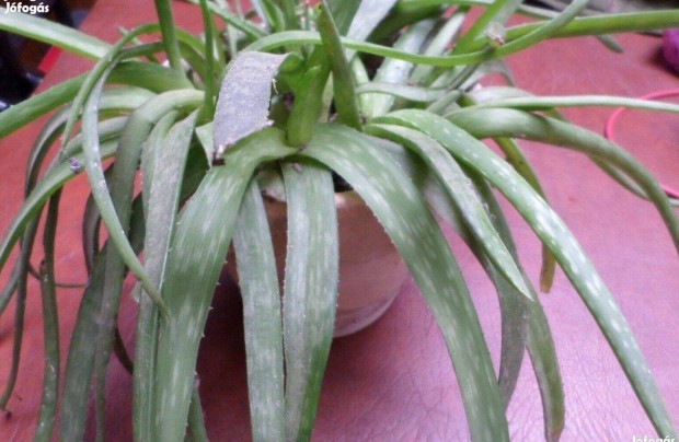 Szobanvny kaktusz aloe vera